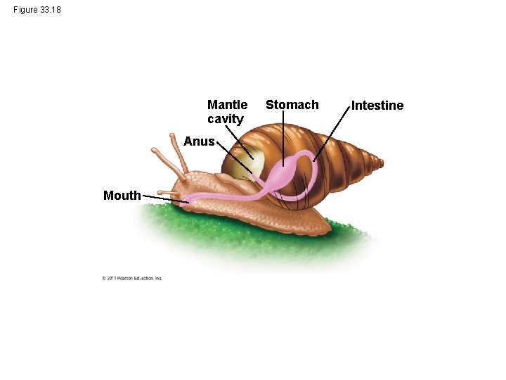 Figure 33. 18 Mantle cavity Anus Mouth Stomach Intestine 