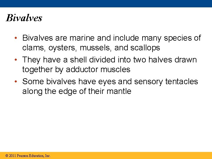 Bivalves • Bivalves are marine and include many species of clams, oysters, mussels, and