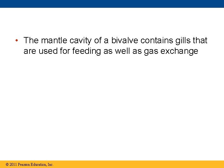 • The mantle cavity of a bivalve contains gills that are used for