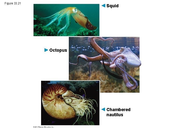 Figure 33. 21 Squid Octopus Chambered nautilus 