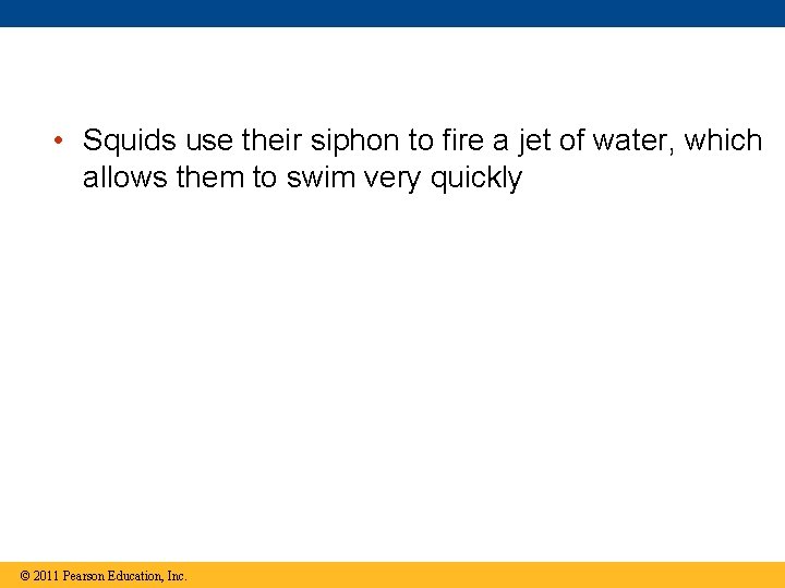  • Squids use their siphon to fire a jet of water, which allows