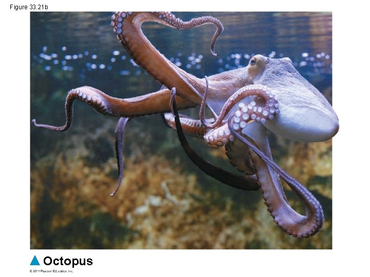 Figure 33. 21 b Octopus 