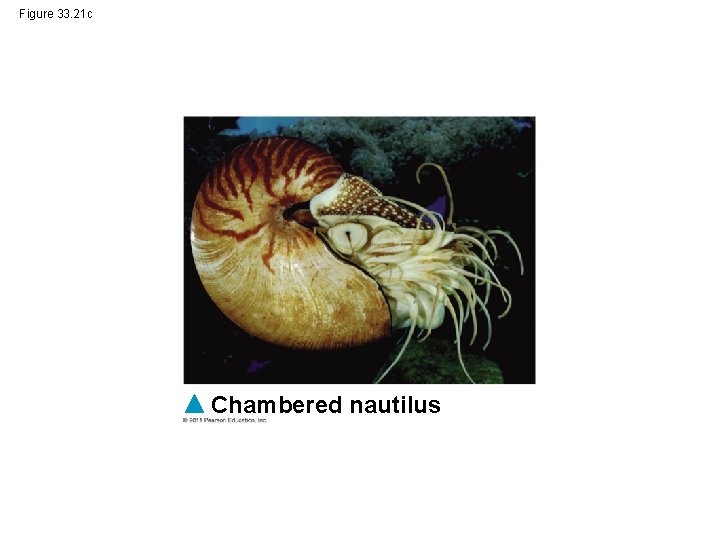 Figure 33. 21 c Chambered nautilus 