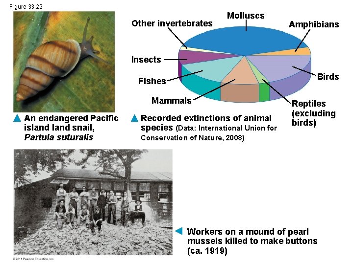 Figure 33. 22 Other invertebrates Molluscs Amphibians Insects Birds Fishes Mammals An endangered Pacific