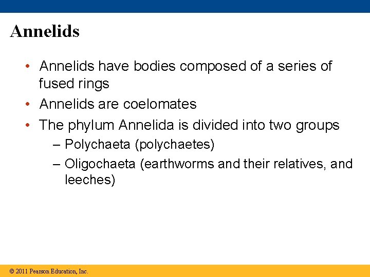 Annelids • Annelids have bodies composed of a series of fused rings • Annelids