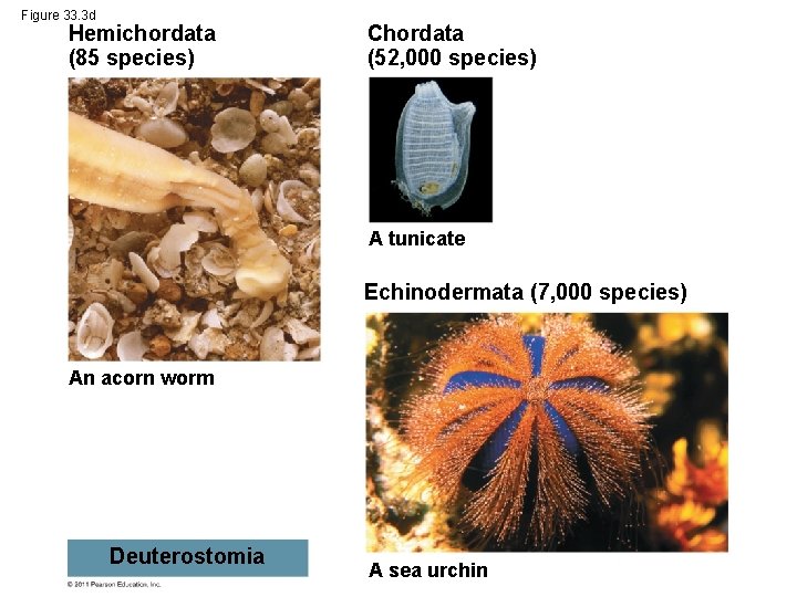 Figure 33. 3 d Hemichordata (85 species) Chordata (52, 000 species) A tunicate Echinodermata