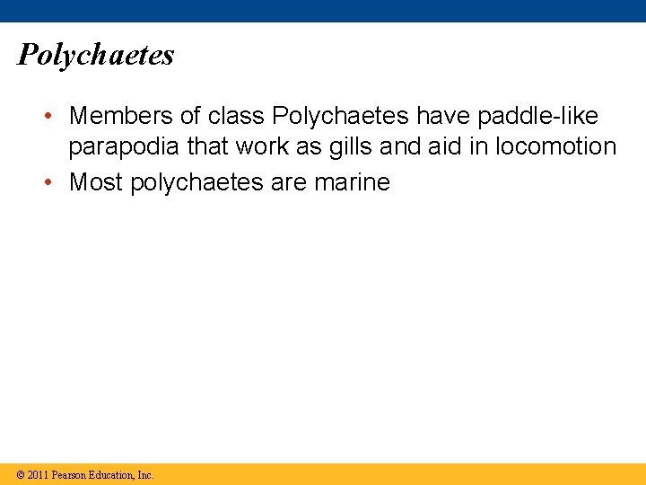 Polychaetes • Members of class Polychaetes have paddle-like parapodia that work as gills and