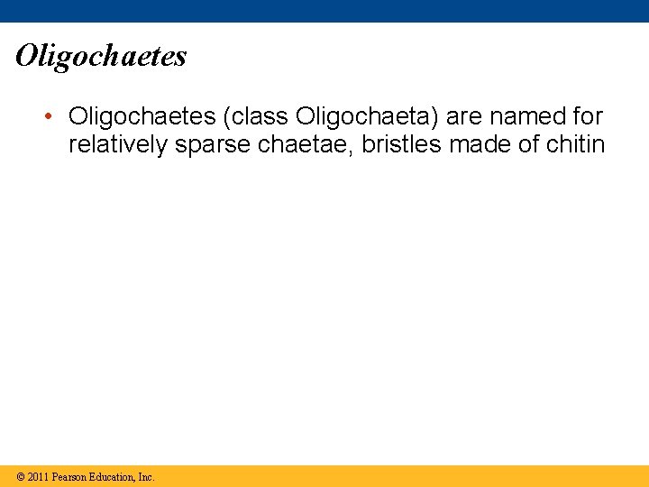 Oligochaetes • Oligochaetes (class Oligochaeta) are named for relatively sparse chaetae, bristles made of