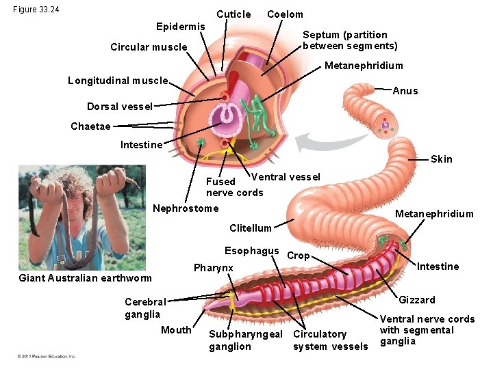 Figure 33. 24 Cuticle Coelom Epidermis Septum (partition between segments) Circular muscle Metanephridium Longitudinal