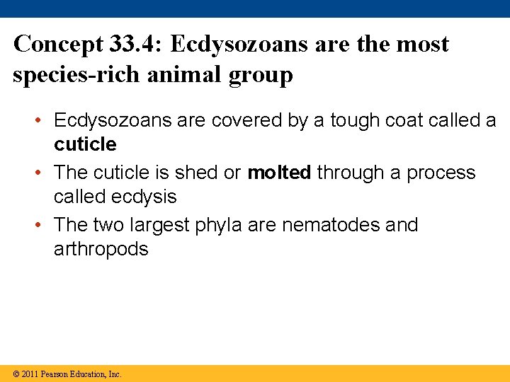 Concept 33. 4: Ecdysozoans are the most species-rich animal group • Ecdysozoans are covered