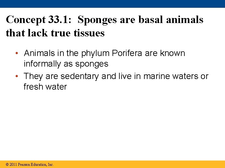 Concept 33. 1: Sponges are basal animals that lack true tissues • Animals in