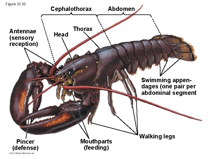 Figure 33. 30 Antennae (sensory reception) Cephalothorax Head Abdomen Thorax Swimming appendages (one pair