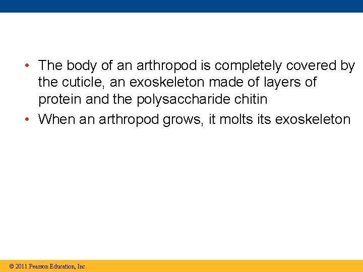  • The body of an arthropod is completely covered by the cuticle, an