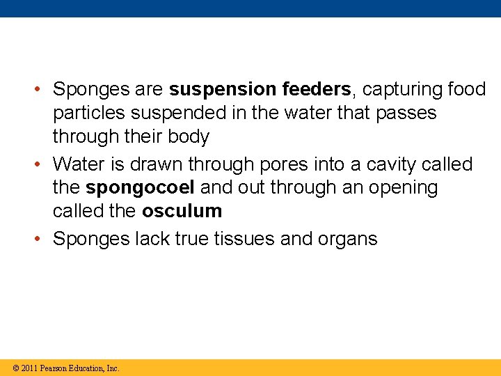  • Sponges are suspension feeders, capturing food particles suspended in the water that