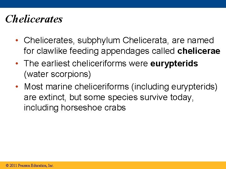 Chelicerates • Chelicerates, subphylum Chelicerata, are named for clawlike feeding appendages called chelicerae •