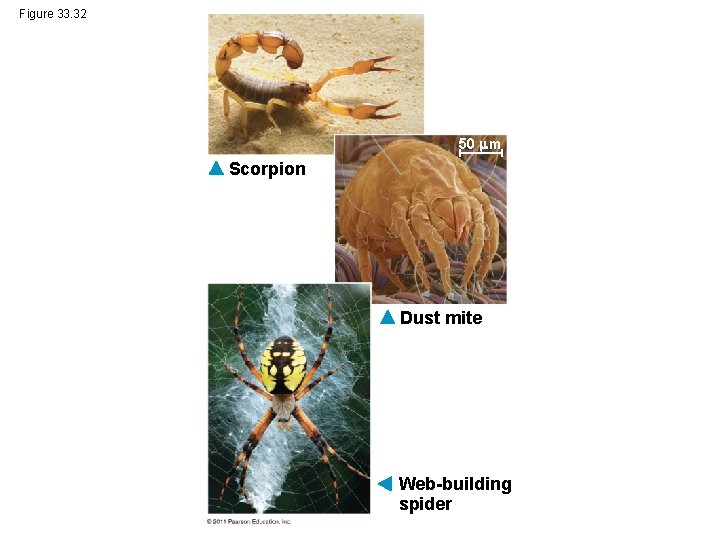 Figure 33. 32 50 m Scorpion Dust mite Web-building spider 