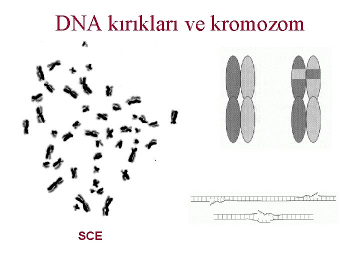 DNA kırıkları ve kromozom SCE 