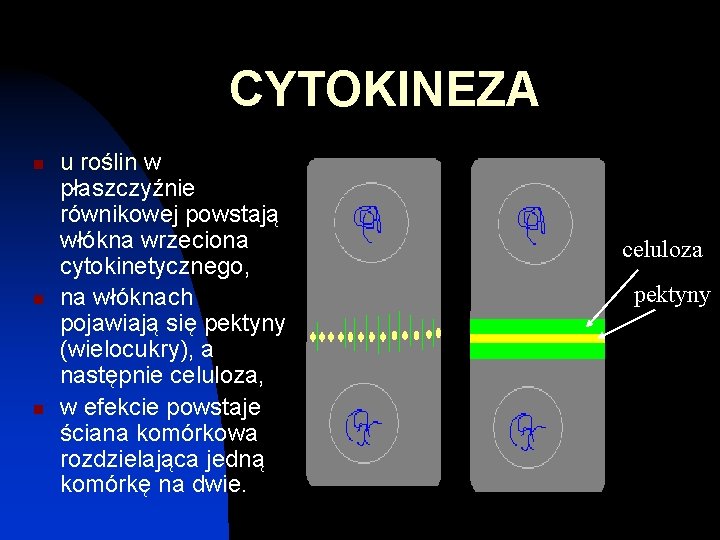 CYTOKINEZA n n n u roślin w płaszczyźnie równikowej powstają włókna wrzeciona cytokinetycznego, na