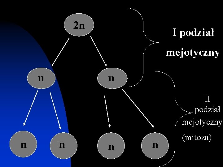 2 n I podział mejotyczny n n II podział mejotyczny n n (mitoza) 