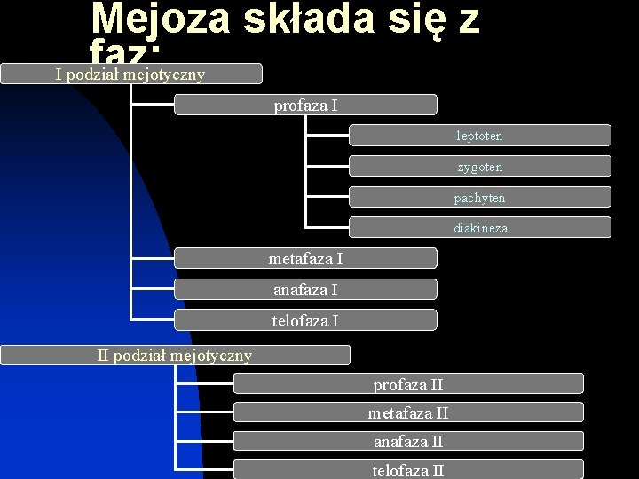 Mejoza składa się z faz: I podział mejotyczny profaza I leptoten zygoten pachyten diakineza