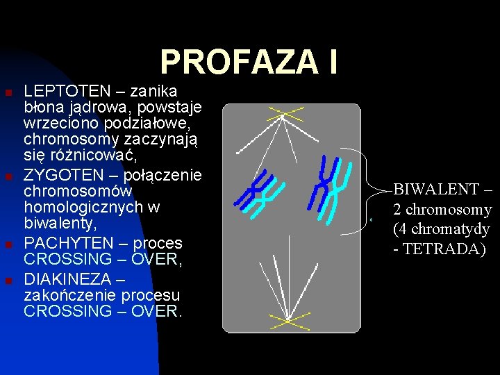 PROFAZA I n n LEPTOTEN – zanika błona jądrowa, powstaje wrzeciono podziałowe, chromosomy zaczynają