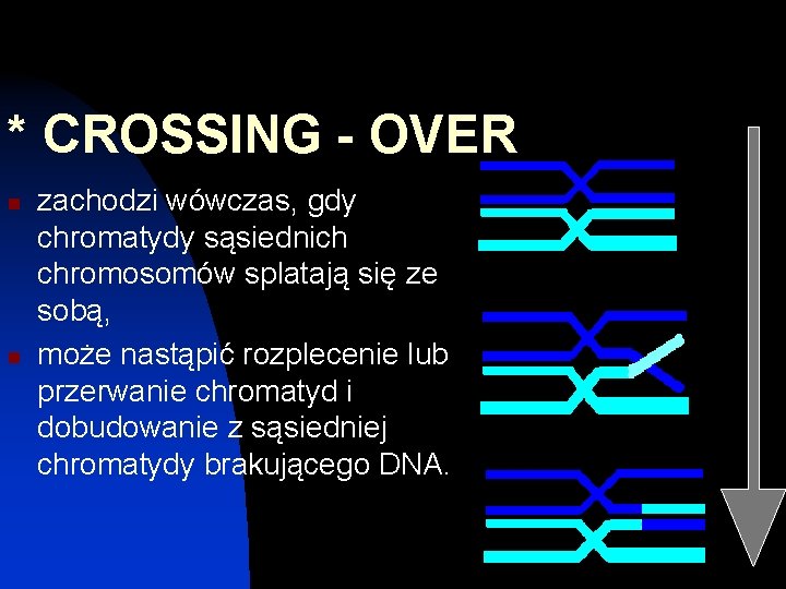 * CROSSING - OVER n n zachodzi wówczas, gdy chromatydy sąsiednich chromosomów splatają się
