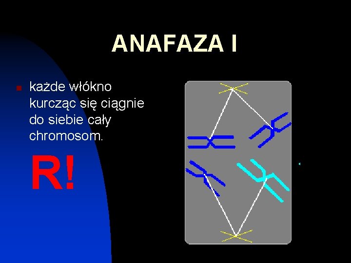 ANAFAZA I n każde włókno kurcząc się ciągnie do siebie cały chromosom. R! 