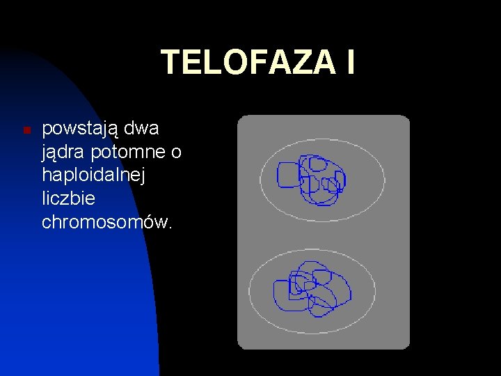 TELOFAZA I n powstają dwa jądra potomne o haploidalnej liczbie chromosomów. 