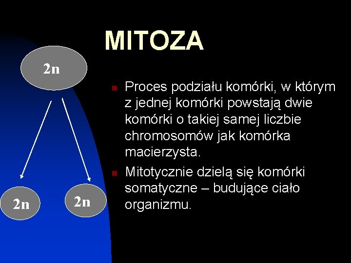 MITOZA 2 n n n 2 n 2 n Proces podziału komórki, w którym
