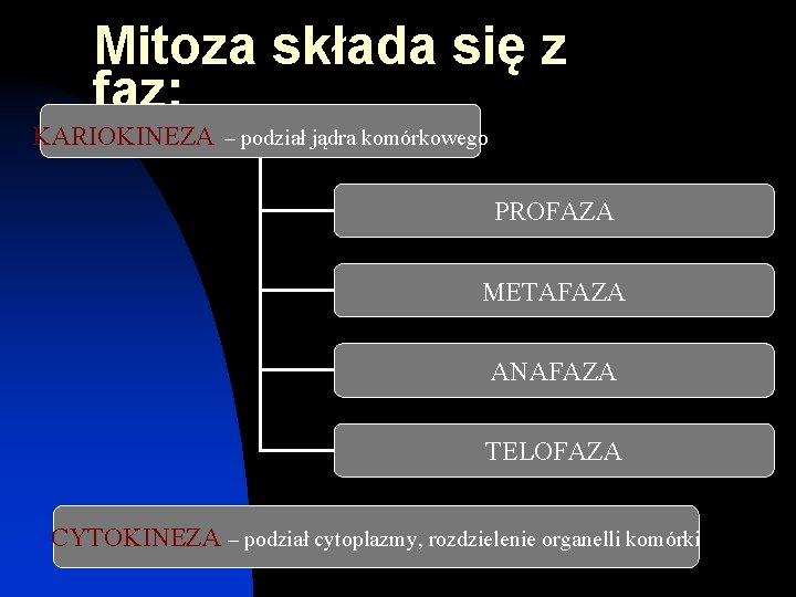 Mitoza składa się z faz: KARIOKINEZA – podział jądra komórkowego PROFAZA METAFAZA ANAFAZA TELOFAZA