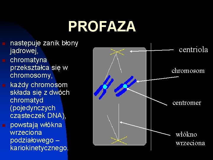 PROFAZA n n następuje zanik błony jądrowej, chromatyna przekształca się w chromosomy, każdy chromosom