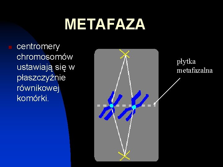 METAFAZA n centromery chromosomów ustawiają się w płaszczyźnie równikowej komórki. płytka metafazalna 