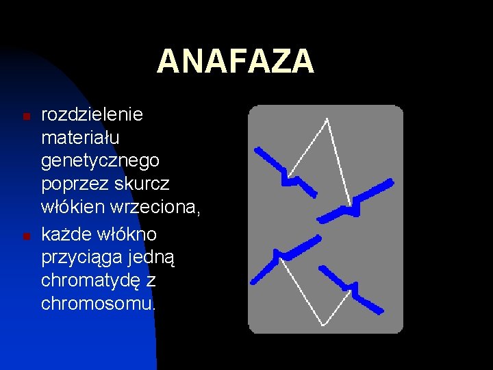 ANAFAZA n n rozdzielenie materiału genetycznego poprzez skurcz włókien wrzeciona, każde włókno przyciąga jedną