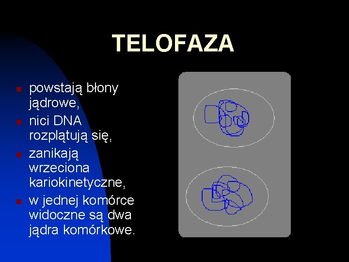 TELOFAZA n n powstają błony jądrowe, nici DNA rozplątują się, zanikają wrzeciona kariokinetyczne, w