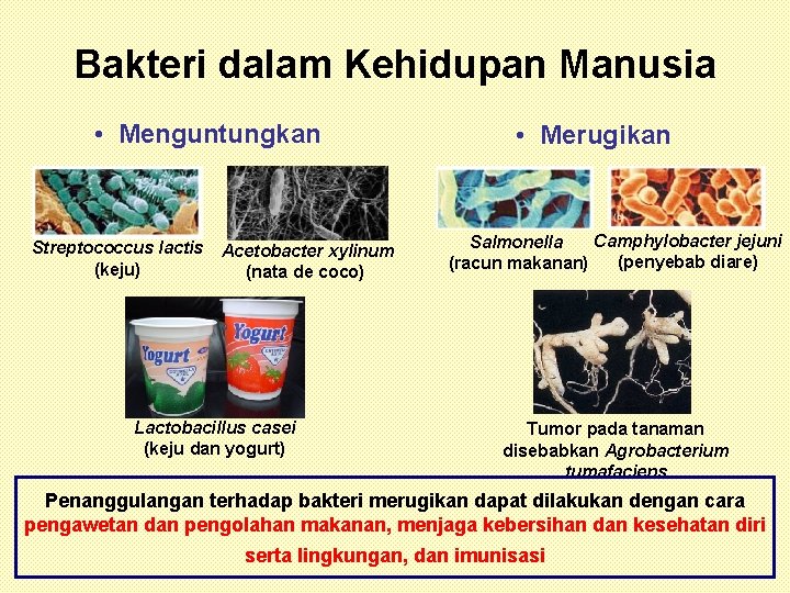 Bakteri dalam Kehidupan Manusia • Menguntungkan Streptococcus lactis (keju) Acetobacter xylinum (nata de coco)