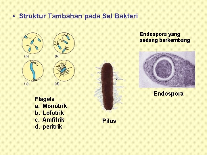  • Struktur Tambahan pada Sel Bakteri Endospora yang sedang berkembang Flagela a. Monotrik