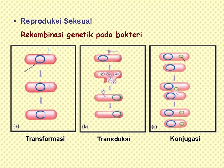  • Reproduksi Seksual Rekombinasi genetik pada bakteri Transformasi Transduksi Konjugasi 