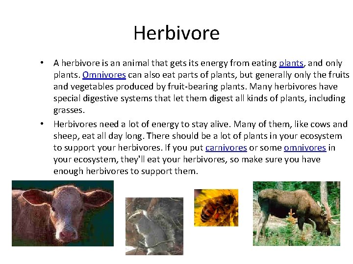 Herbivore • A herbivore is an animal that gets its energy from eating plants,