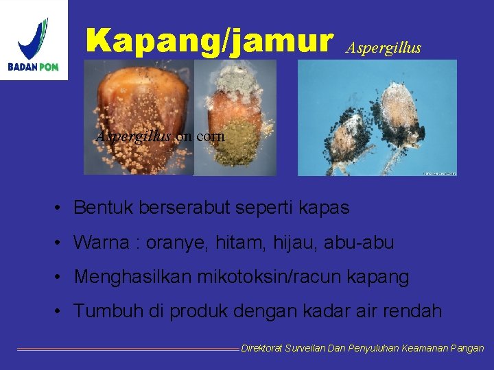 Kapang/jamur Aspergillus on corn • Bentuk berserabut seperti kapas • Warna : oranye, hitam,