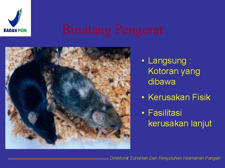 Binatang Pengerat • Langsung : Kotoran yang dibawa • Kerusakan Fisik • Fasilitasi kerusakan