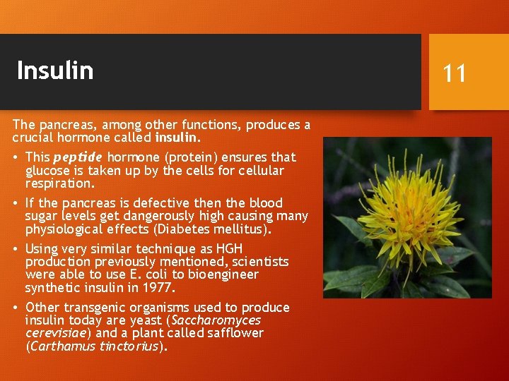 Insulin The pancreas, among other functions, produces a crucial hormone called insulin. • This