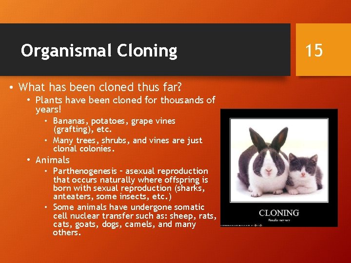 Organismal Cloning • What has been cloned thus far? • Plants have been cloned