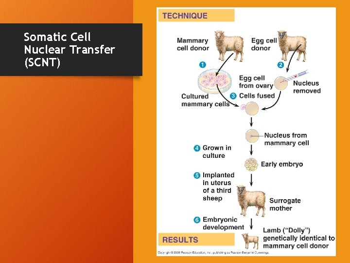 Somatic Cell Nuclear Transfer (SCNT) 16 