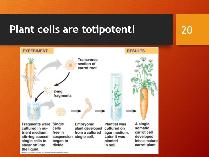 Plant cells are totipotent! 20 