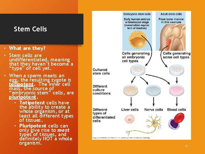 Stem Cells • What are they? • Stem cells are undifferentiated, meaning that they