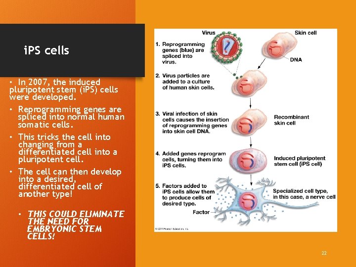 i. PS cells • In 2007, the induced pluripotent stem (i. PS) cells were