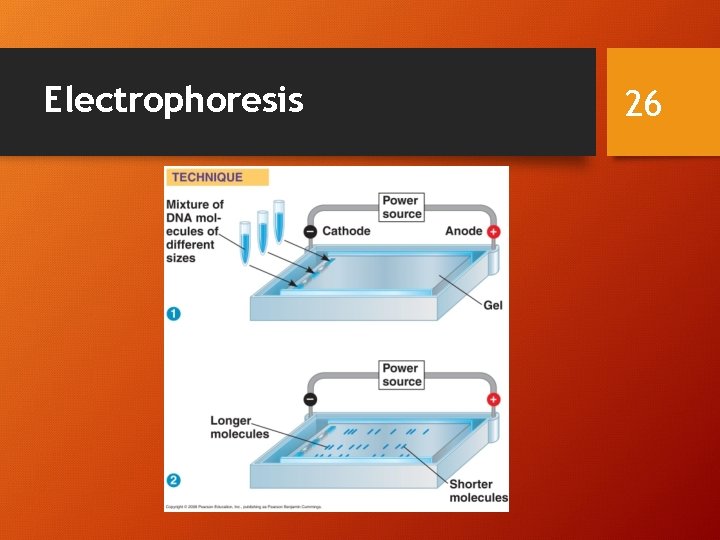 Electrophoresis 26 