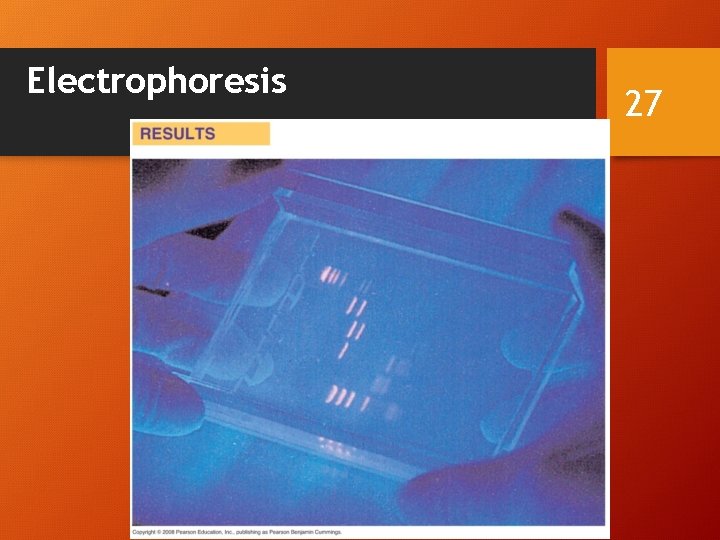 Electrophoresis 27 