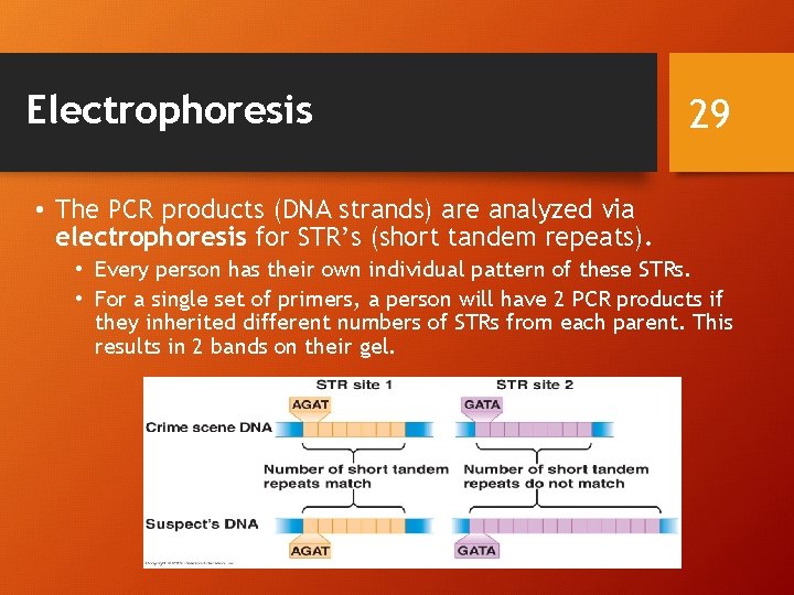 Electrophoresis 29 • The PCR products (DNA strands) are analyzed via electrophoresis for STR’s