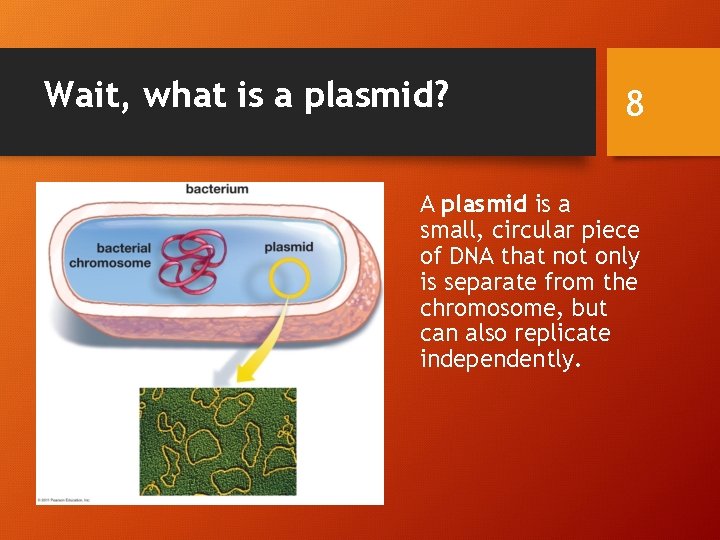 Wait, what is a plasmid? 8 A plasmid is a small, circular piece of